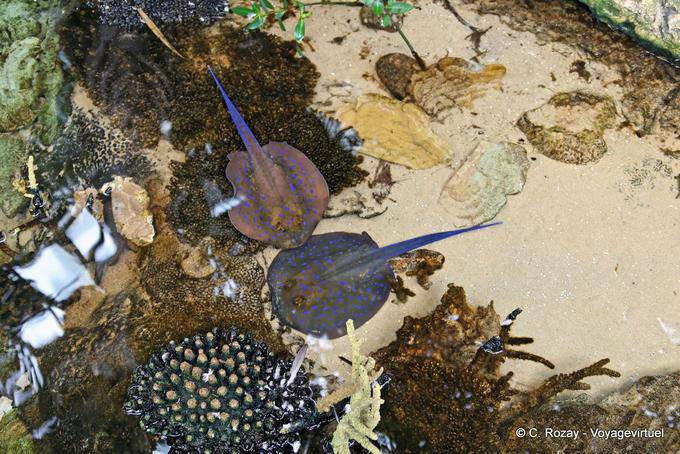 Linee Dating, Oceanario di Lisbona - Portogallo