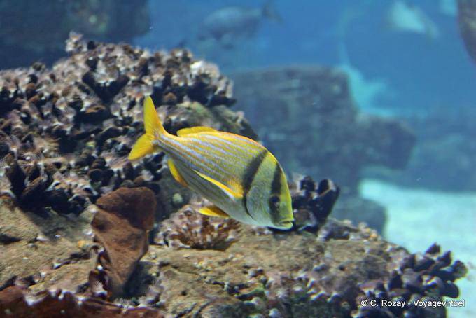 Sargo Peixes Ósseos, Oceanario di Lisbona - Portogallo
