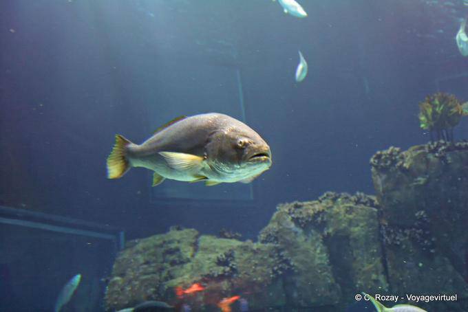 Robalo, Oceanarium, Lisbona - Portogallo