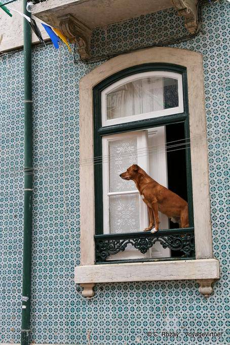 Il cane nella finestra, Graça, Lisbona - Portogallo