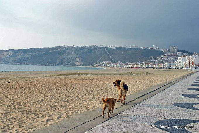 I cani a piedi, Viale Manuel Remigio, Nazaré - Portogallo