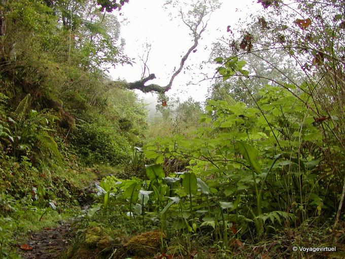 Esuberante vegetazione umidità Dimitile - Riunione