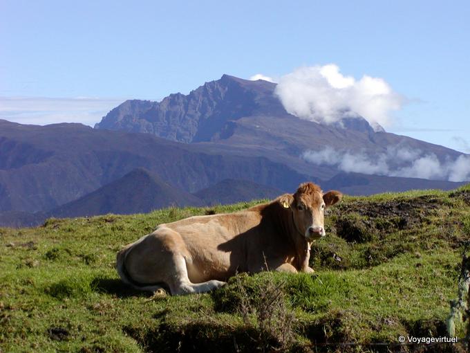 Una mucca, torna a Piton des Neiges - Riunione