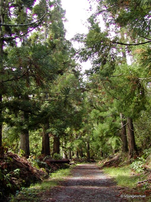 Nella foresta di Cilaos - Riunione