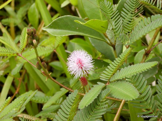 Mimosa timido, pianta sensibile, noto anche come Marie-vergogna o erba mamzelle - Riunione