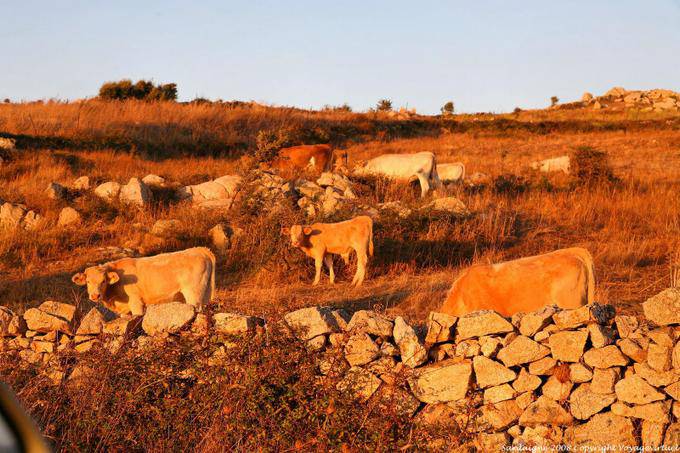Luras gregge al tramonto - Sardegna