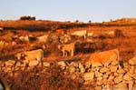 Luras gregge al tramonto, Sardegna.