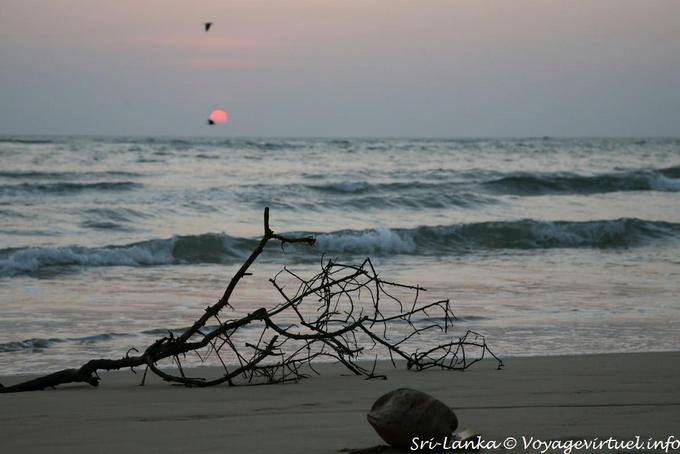 L'ultima volta prima della scomparsa del sole, Beruwela - Ceylon Sri Lanka