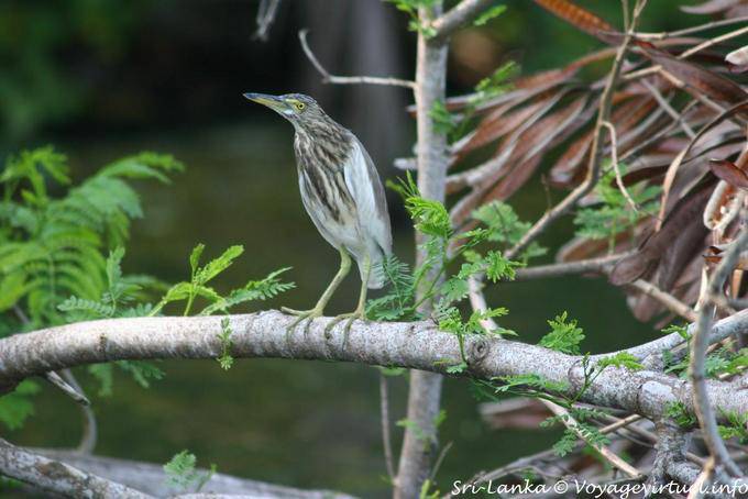 Giovane airone Beruwela - Ceylon Sri Lanka