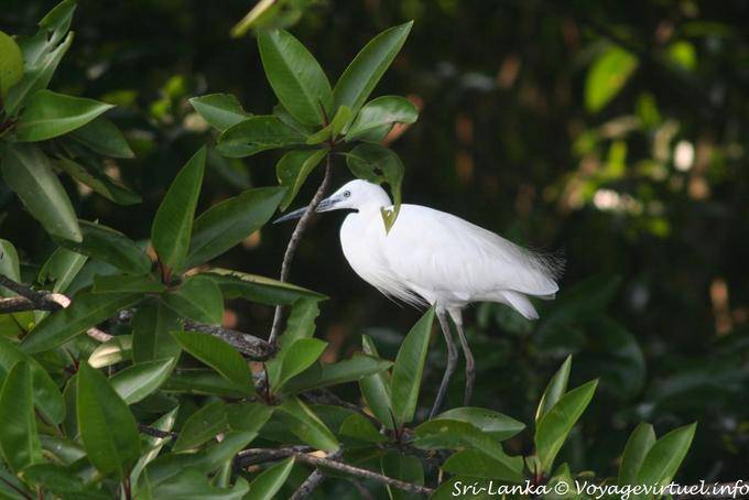 Garzetta Beruwela - Ceylon Sri Lanka