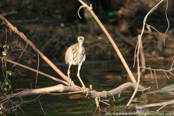 Heron sguardo, mangrovia Bentota - Ceylon Sri Lanka