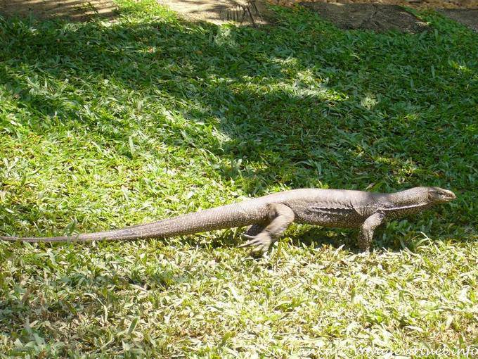 Varan (Varani) giro, Beruwela - Ceylon Sri Lanka