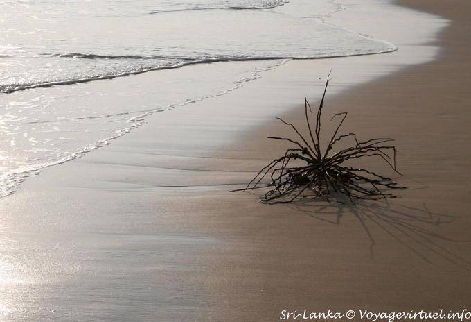 Sulla spiaggia, abbandonato ... Beruwela - Ceylon Sri Lanka