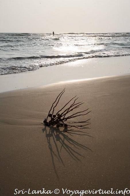 Ombra di Beruwela spiaggia di sera - Ceylon Sri Lanka