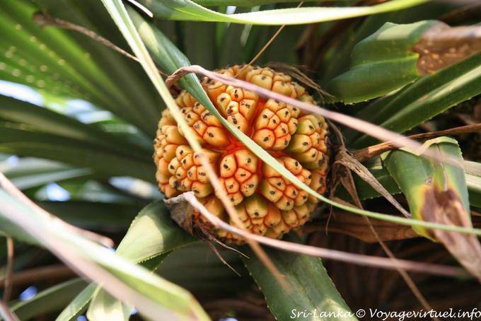 Original Fruit Beruwela - Ceylon Sri Lanka