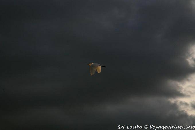 Volo di bianco garzetta sul cielo nero, Dambulla - Ceylon Sri Lanka