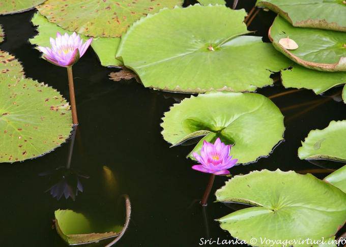 Lotus nello stagno di fronte alle grotte del Tempio d'Oro, Dambulla - Ceylon Sri Lanka