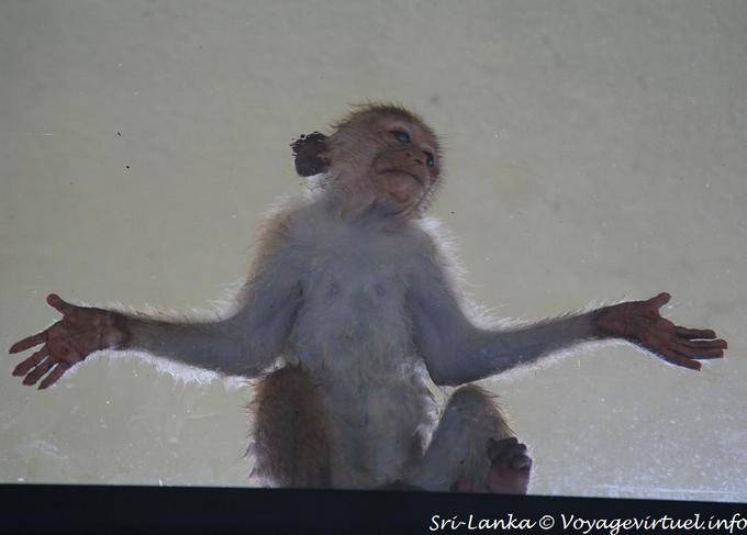 La preghiera scimmia simian attaccato sul vetro, Hotel Dambulla Heritance - Ceylon Sri Lanka