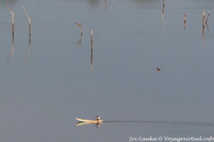 Sul Lago Kandalama, pescatore, uccelli e alberi morti, Dambulla - Ceylon Sri Lanka