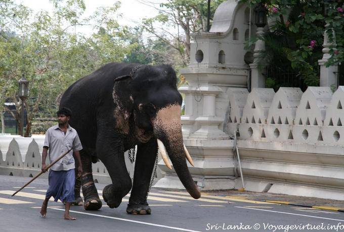 Elefante e il suo mahout, poi partecipando alla festa del Perahera, Kandy - Ceylon Sri Lanka