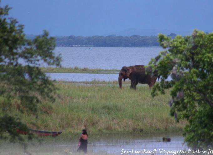 Elefante nel Parco Nazionale del Kaudulla, via Medirigiriya - Ceylon Sri Lanka
