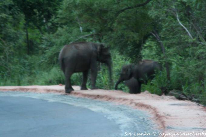 Volo di elefanti selvatici, strada Medirigiriya - Ceylon Sri Lanka