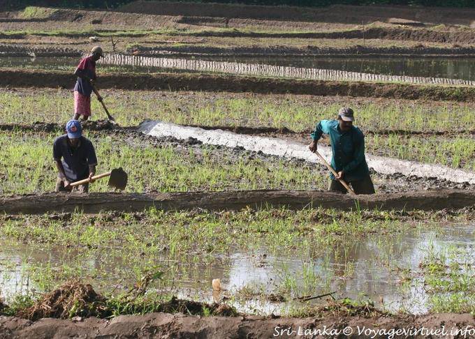 Gli agricoltori che operano in un campo di riso, Nalanda - Ceylon Sri Lanka