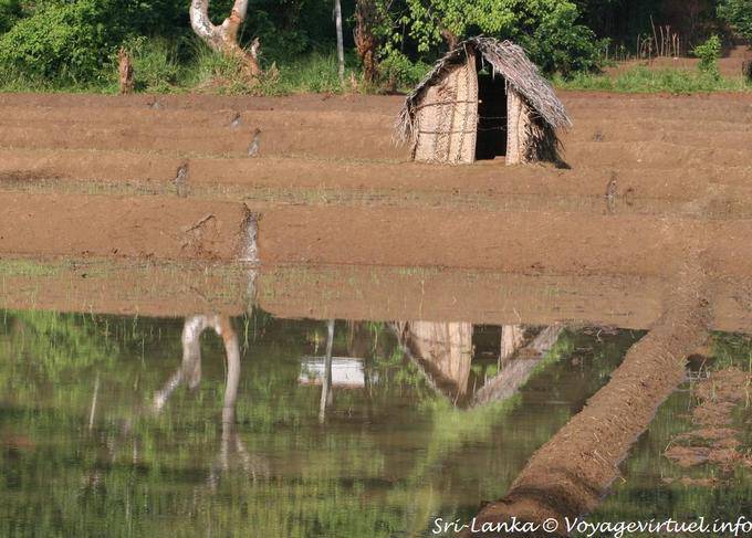 Giardino Capanna nella riflessione in acqua di un futuro riso, Nalanda - Ceylon Sri Lanka