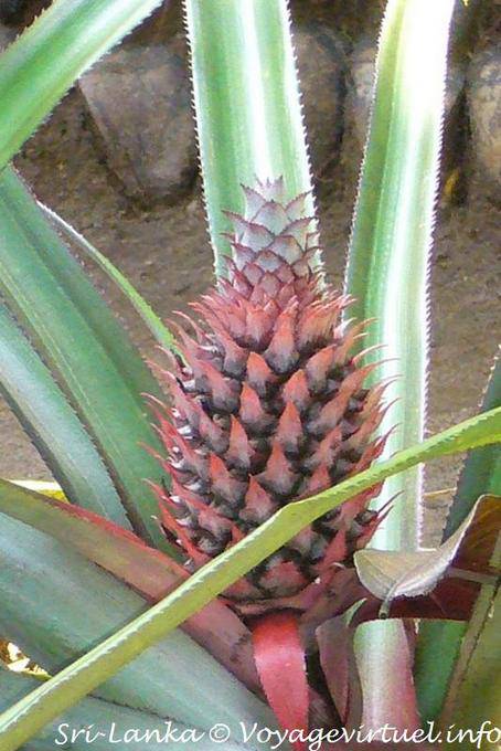 Infruttescenza Ananas, Spice Garden Nalanda - Ceylon Sri Lanka