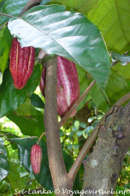 Fave di cacao in un albero di cacao o di Theobroma cacao, spezie giardino, Nalanda - Ceylon Sri Lanka