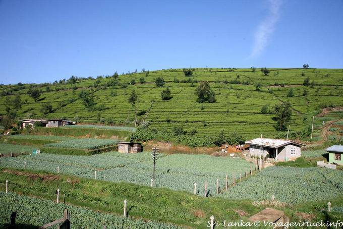 Colture orticole in mezzo piantagioni di tè, Nuwara Eliya - Ceylon Sri Lanka