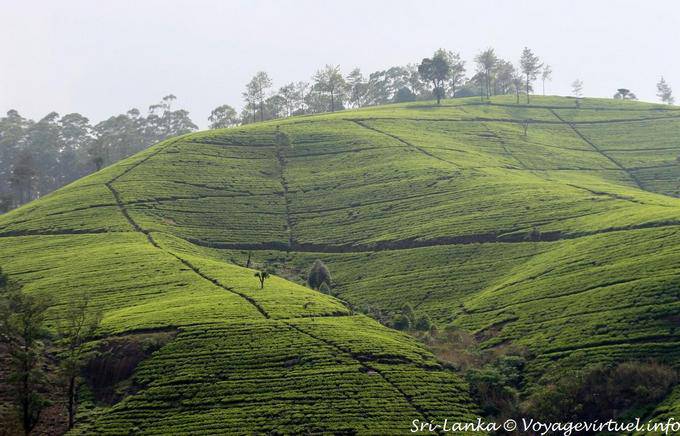 Geometria nel paesaggio delle piantagioni di tè, Nuwara Eliya - Ceylon Sri Lanka