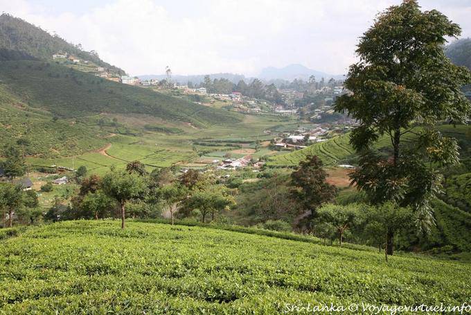 Panorama da altezze che arrivano a Nuwara Eliya - Ceylon Sri Lanka