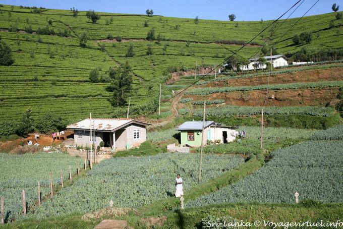 Coltura alimentare per Tawalantenne - Ceylon Sri Lanka