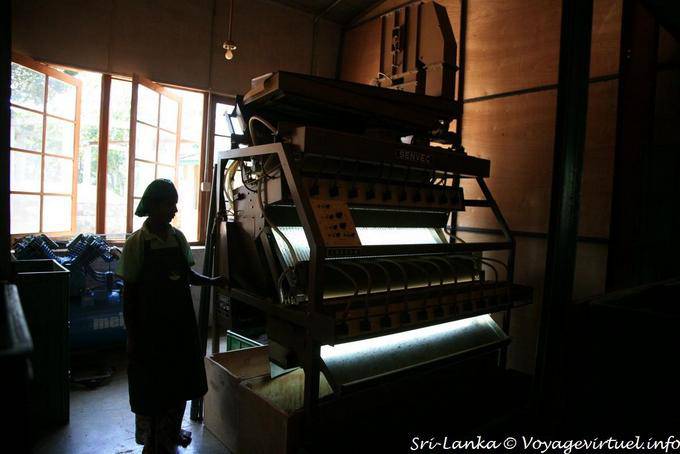 Ombra e luce per la produzione di tè nel tè fabbrica Glenloch, Nuwara Eliya - Ceylon Sri Lanka
