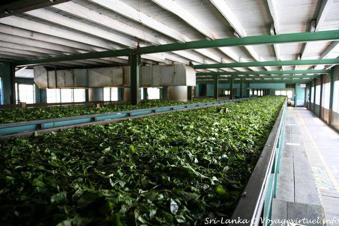 Cespugli Nursery tè a Glenloch Tea Factory, Nuwara Eliya intorno - Ceylon Sri Lanka