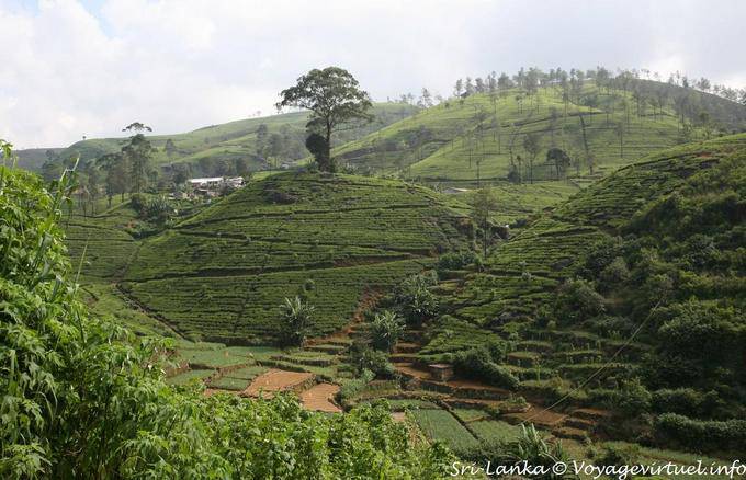 Valli e colline della piantagione, Tea Road, Nuwara Eliya - Ceylon Sri Lanka