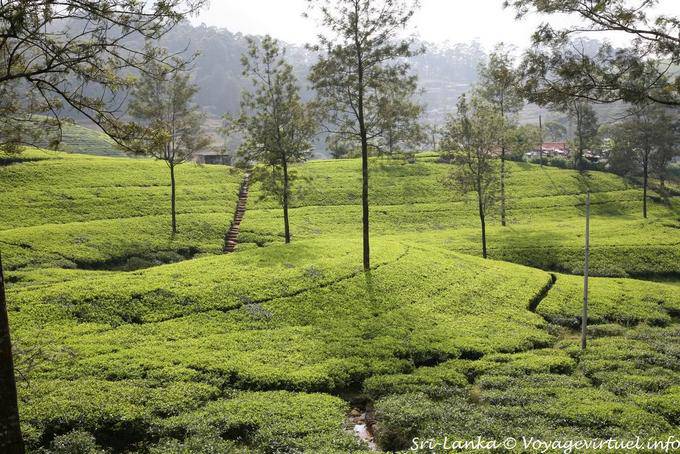 Per coltivare il tè luce diffusa, così noi piantiamo alberi, su strada del tè - Ceylon Sri Lanka