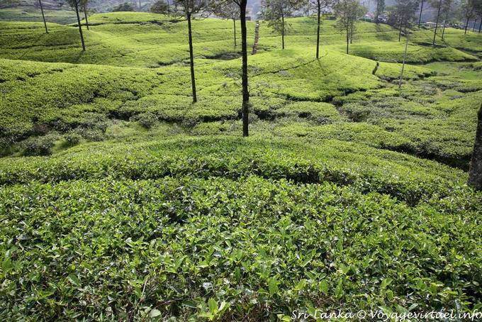 La pianta del tè appartiene alla famiglia delle camelie, Tea Road, Nuwara Eliya - Ceylon Sri Lanka