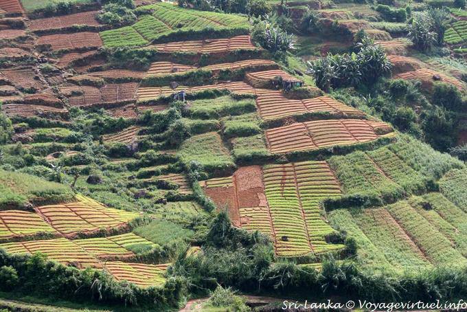 Campi di piante di tè in varie fasi di cultura, PBC Highway, Nuwara Eliya - Ceylon Sri Lanka