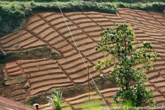Preparazione di piantare piante di tè prima del trapianto - Ceylon Sri Lanka