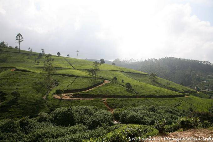 Piantagione di tè, piccoli alberi non superiore a 1,5 m di altezza, Nuwara Eliya - Ceylon Sri Lanka