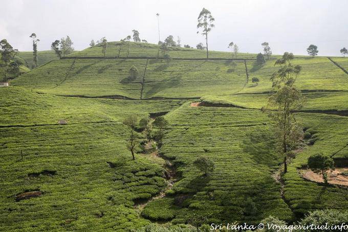 Speciale geometria di impianto modellato dall'uomo, Tea Road, Nuwara Eliya - Ceylon Sri Lanka