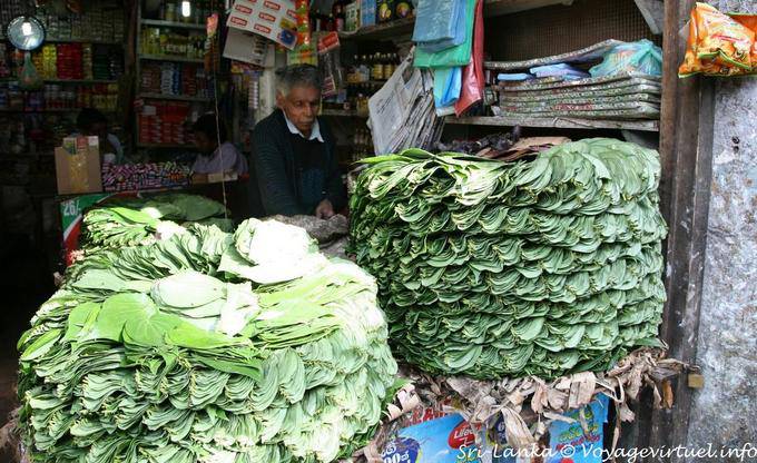 Mucchio di foglie di betel decisione mercato Nuwara Eliya - Ceylon Sri Lanka