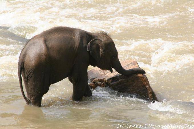 Gioco con la roccia nel fiume del piccolo elefante, Pinnawela - Ceylon Sri Lanka