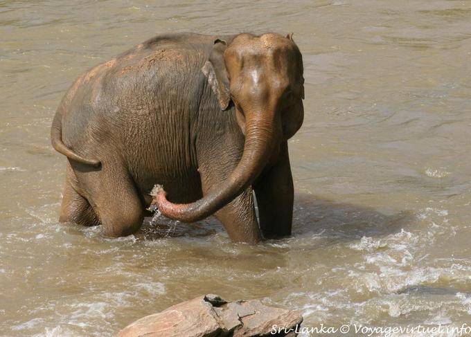 Pulizia di aspirazione, Pinnawela Elephant - Ceylon Sri Lanka