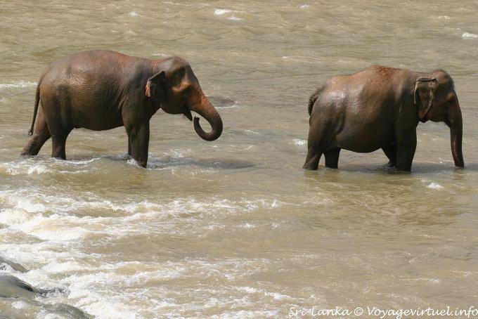 Outlet Beverage in My Oya, Pinnawela elefante - Ceylon Sri Lanka