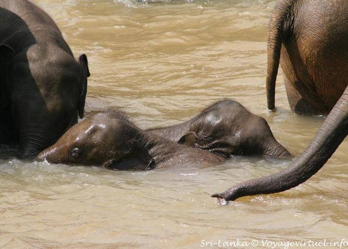 Pinnawela, elefanti paio di piccolo bagno - Ceylon Sri Lanka