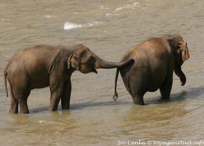 Scratch dietro gli elefanti Pinnawela Elephant Orphanage - Ceylon Sri Lanka