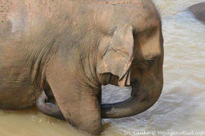 Pinnawela, elefanti fare il bagno nel fiume Maha Oya - Ceylon Sri Lanka